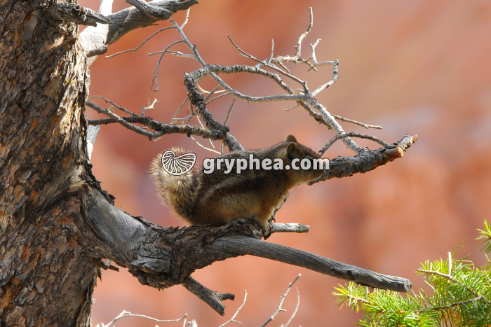 Ecureuil (Bryce Canyon NP, Utah, USA) - gryphea.com